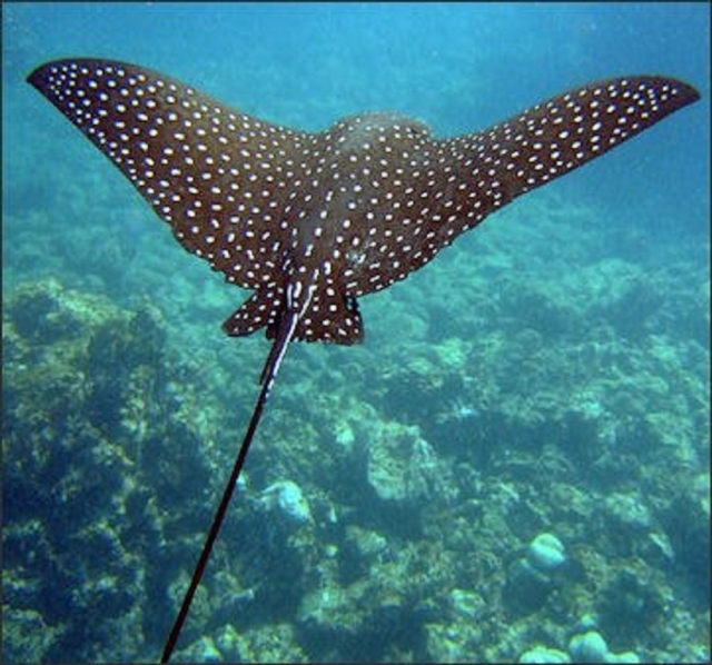 Snorkel con mantarayas